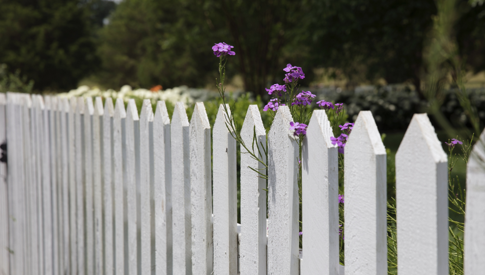 Buy Sell Love Durham, blog image, fence with purple flowers
