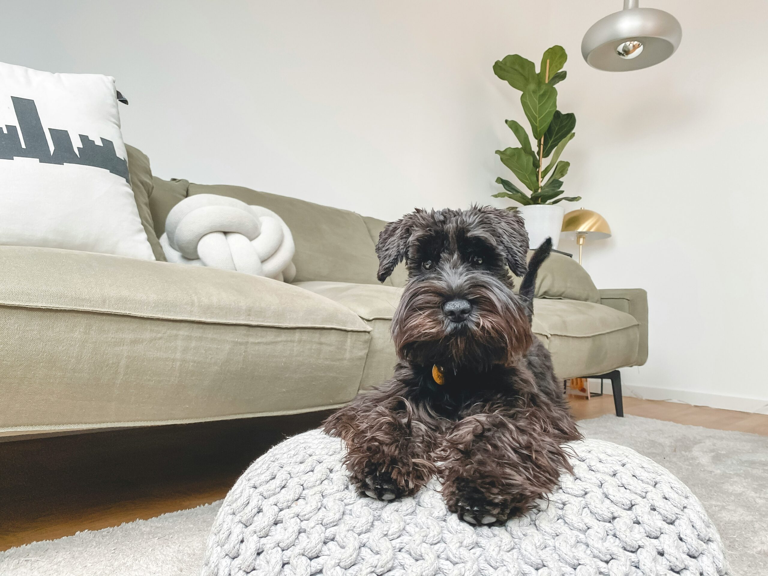 Medium-sized schnauzer sitting on a pillow to introduce blog topic.